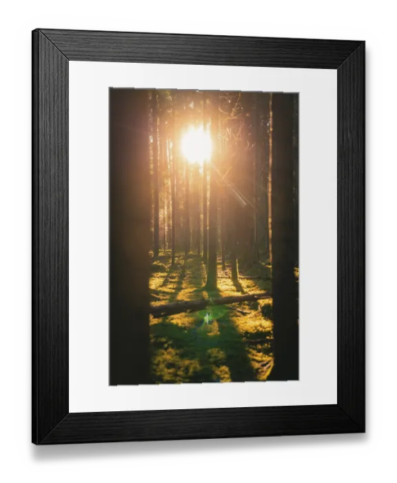 Framed Print : Sunlight falls through dense trees and casts long shadows on the moss-covered ground in the forest