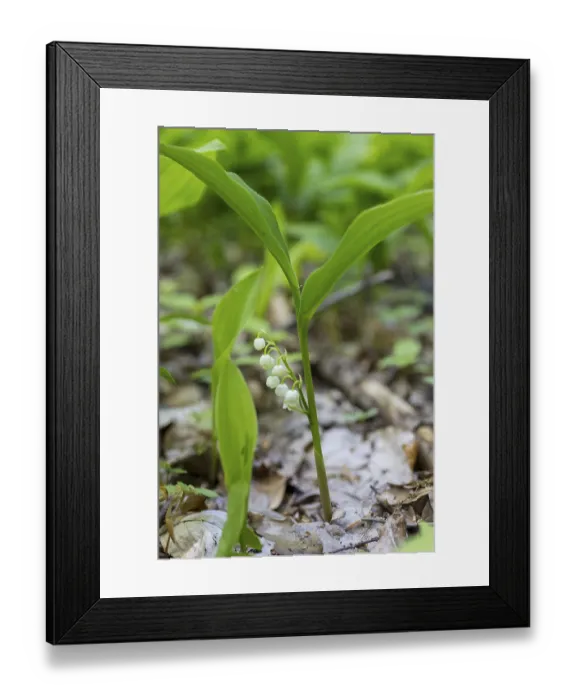 Framed Print : Lily of the valley (Convallaria majalis) in the forest near Moritzburg Framed Print : Lily of the valley (Convallaria majalis) in the forest near Moritzburg