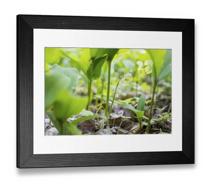 Framed Print : Lily of the valley (Convallaria majalis) in the forest near Moritzburg
