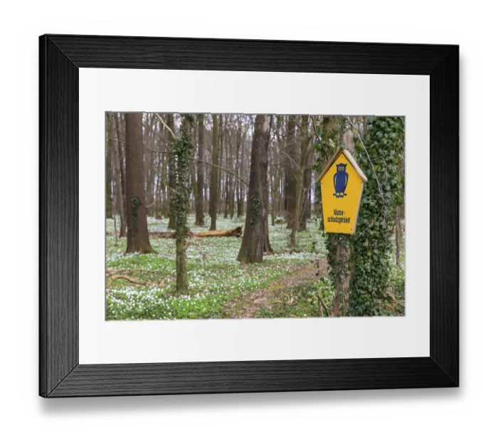 Framed Print : Nature reserve sign, in the background wood anemone (Anemonoides nemorosa) in bloom in the Laskaer Auenwald
