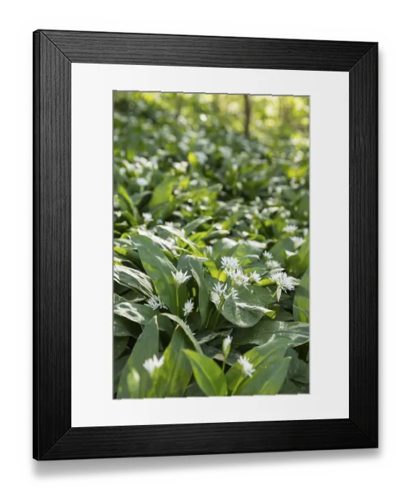 Framed Print : Forest floor with wild garlic (Allium ursinum) in bloom Framed Print : Forest floor with wild garlic (Allium ursinum) in bloom