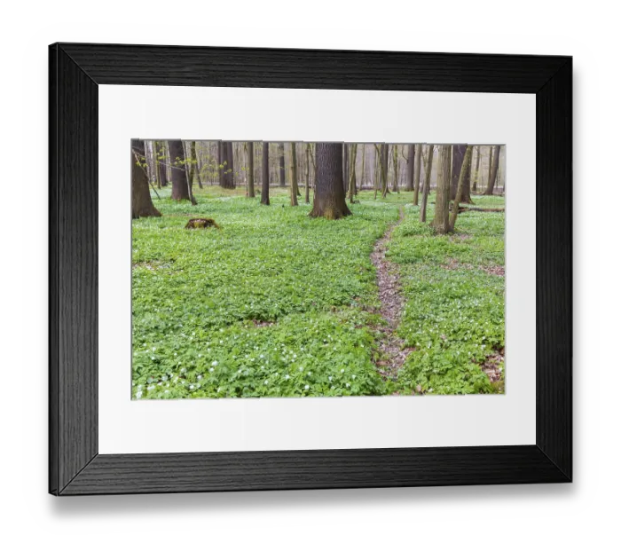 Framed Print : Wood anemone (Anemonoides nemorosa) in bloom in the Laskaer Auenwald