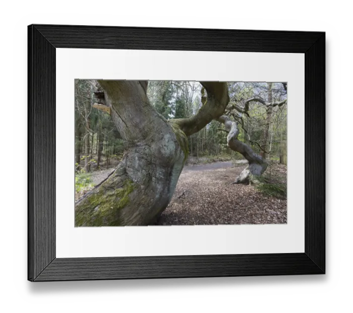 Framed Print : Suentelbuchen, copper beech (Fagus sylvatica) Framed Print : Suentelbuchen, copper beech (Fagus sylvatica)