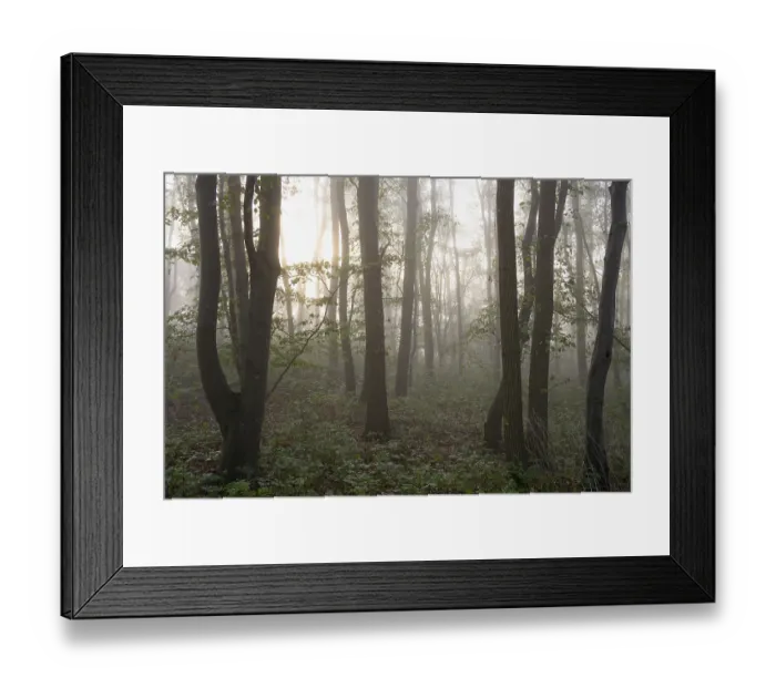 Framed Print : Deciduous forest, morning sun penetrates the fog