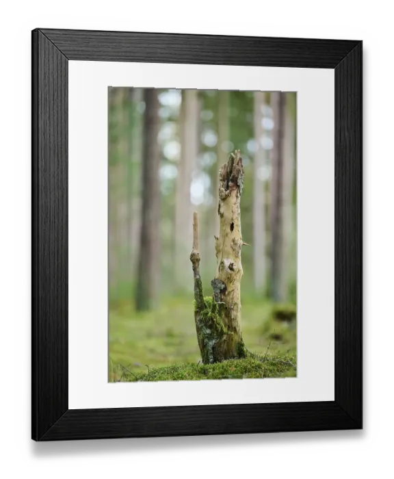 Framed Print : Norway spruce (Picea abies), rotten