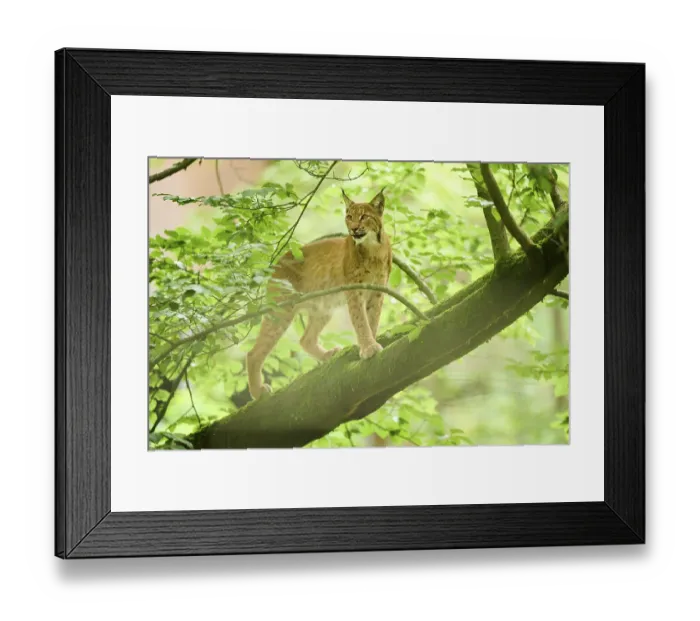 Framed Print : Eurasian lynx (Lynx lynx) standing on a tree in a forest