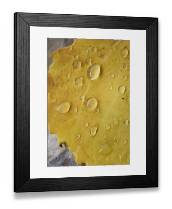 Framed Print : Waterdrops on a common aspen (Populus tremula) leaf in late summer
