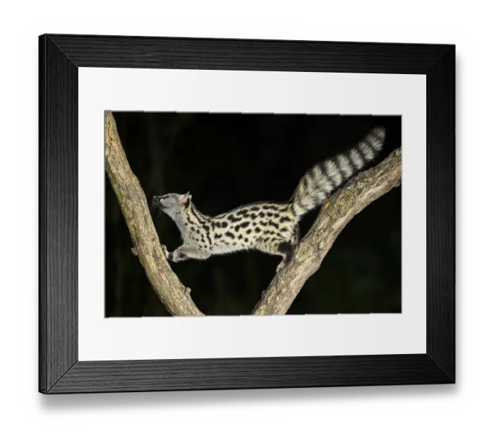 Framed Print : Common genet (Genetta genetta)