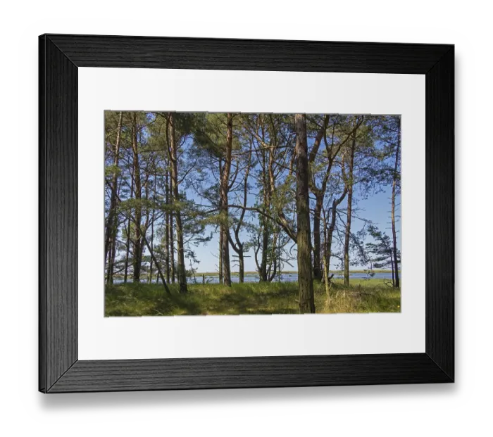Framed Print : Dune forest, trees, pine trees Framed Print : Dune forest, trees, pine trees