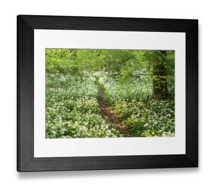 Framed Print : A path leads through a deciduous forest with white flowering ramson (Allium ursinum) in spring in the evening sun Framed Print : A path leads through a deciduous forest with white flowering ramson (Allium ursinum) in spring in the evening sun