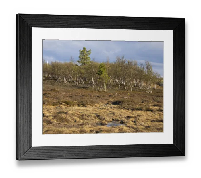 Framed Print : Marsh landscape with Hairy Birch (Betula pubescens) and Pine trees (Pinus sylvestris)