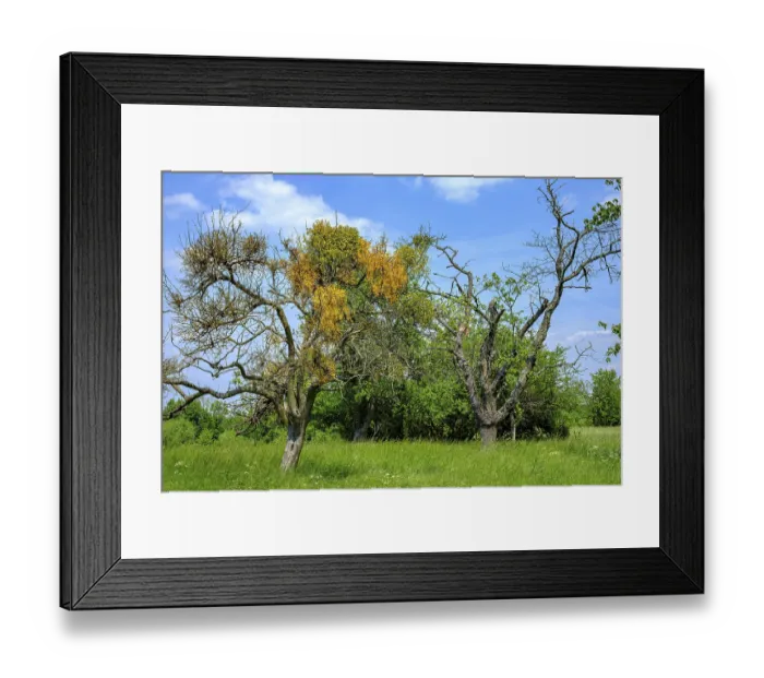 Framed Print : Group of trees with mistletoe near Malschendorf on the Schoenfelder Hochland near Dresden Framed Print : Group of trees with mistletoe near Malschendorf on the Schoenfelder Hochland near Dresden