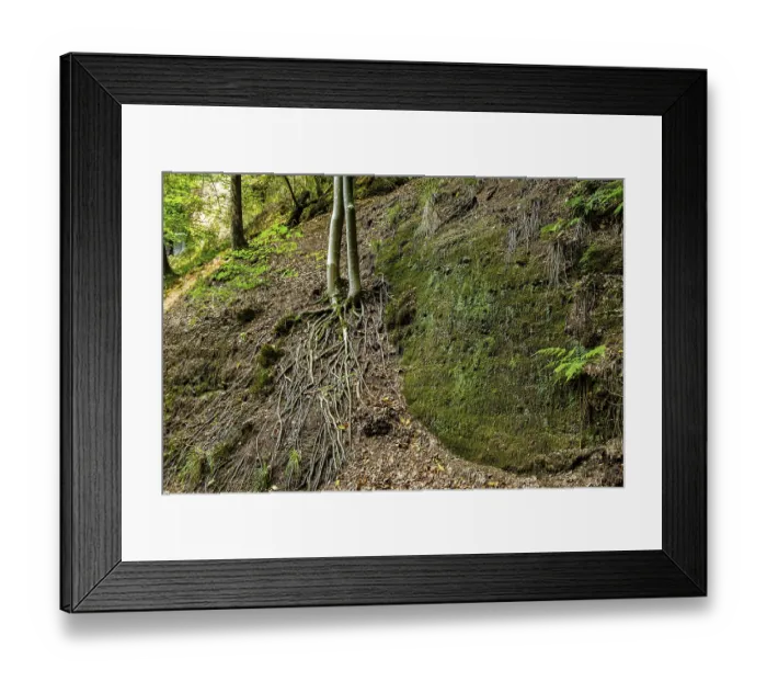 Framed Print : Exposed roots of a tree in the Drachenschlucht