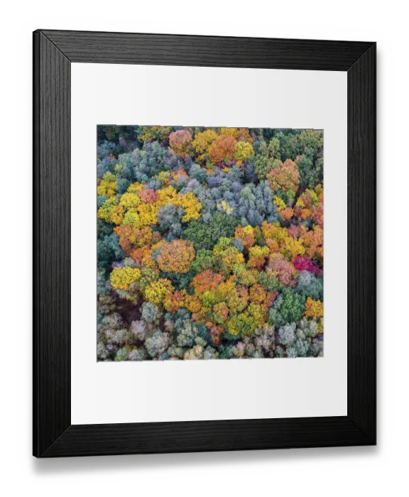 Framed Print : Mixed forest in autumn, colouring Framed Print : Mixed forest in autumn, colouring