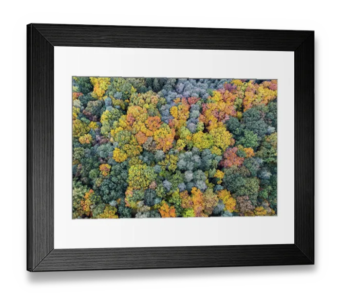 Framed Print : Mixed forest in autumn, colouring Framed Print : Mixed forest in autumn, colouring