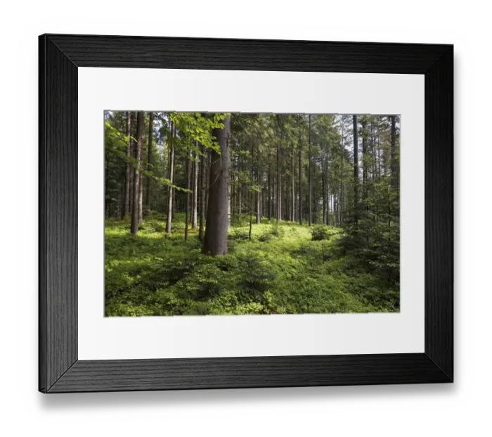 Framed Print : Light-flooded spruce forest, forestry