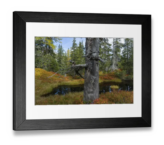 Framed Print : View of an autumnal virgin forest with small ponds