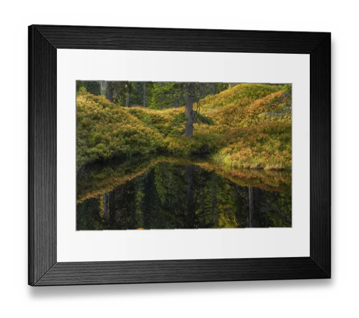Framed Print : View of an autumnal virgin forest with small ponds Framed Print : View of an autumnal virgin forest with small ponds