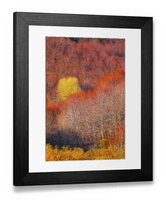 Framed Print : Etna National Park forest, Etna