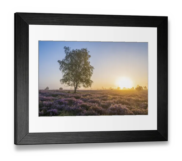 Framed Print : Heath landscape, flowering common heather (Calluna vulgaris) Framed Print : Heath landscape, flowering common heather (Calluna vulgaris)