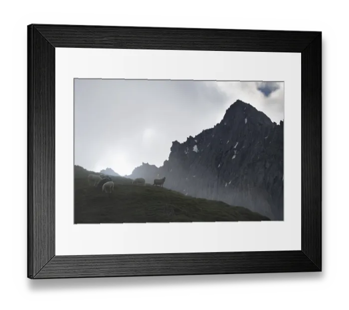 Framed Print : Sheep grazing on a mountain meadow Framed Print : Sheep grazing on a mountain meadow