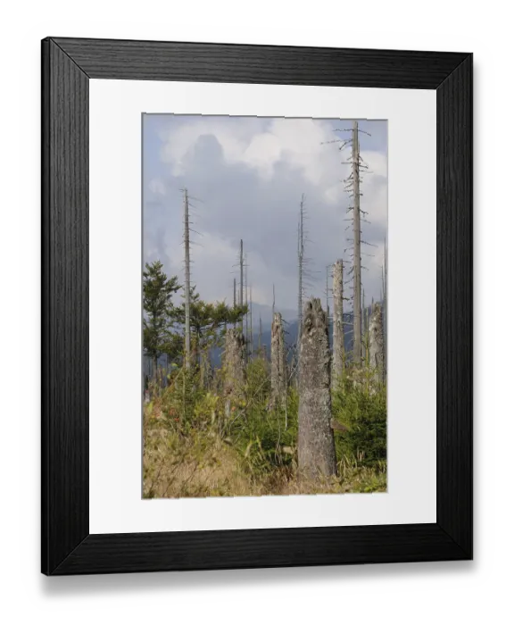 Framed Print : Dead trees in a destroyed forest landscape with cloudy sky