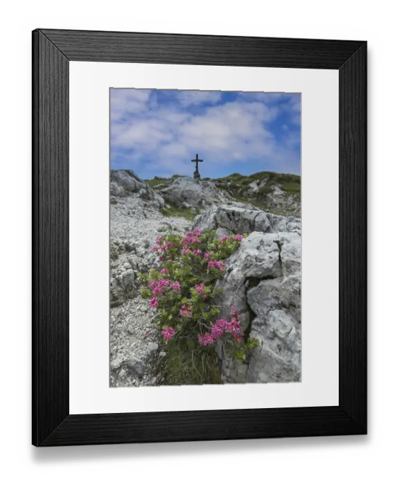Framed Print : Alpine rose blossom, rhododendron