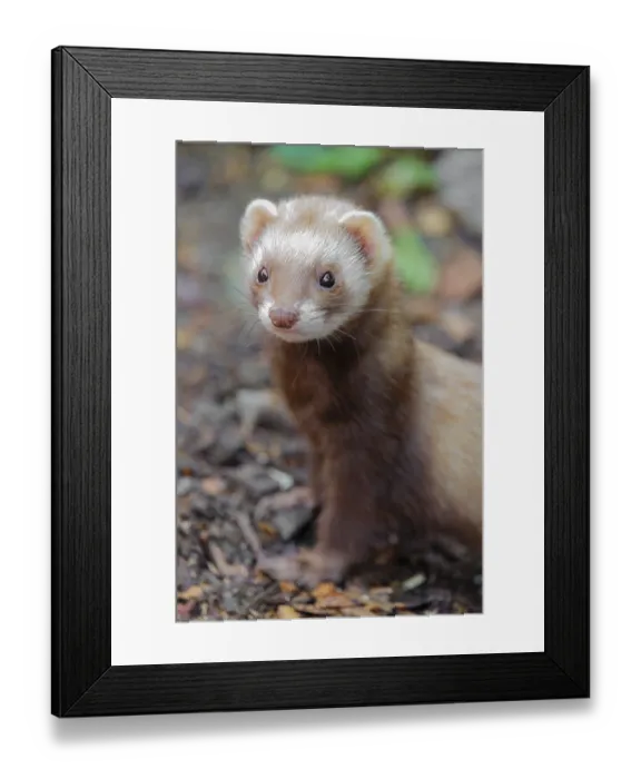 Framed Print : Portrait of a young ferret (Mustela putorius furo)