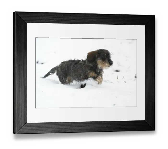 Framed Print : Rough-haired dachshund, hunting dog Framed Print : Rough-haired dachshund, hunting dog