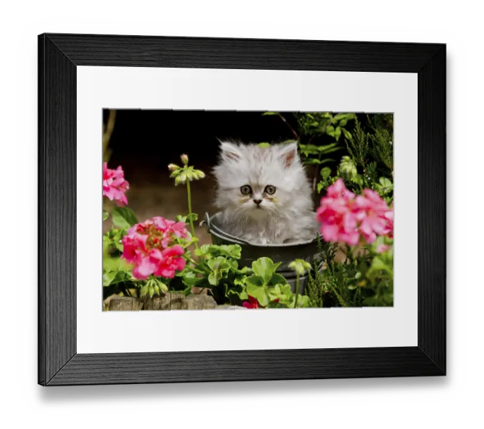 Framed Print : Persian cat, long-haired cat, kitten Framed Print : Persian cat, long-haired cat, kitten