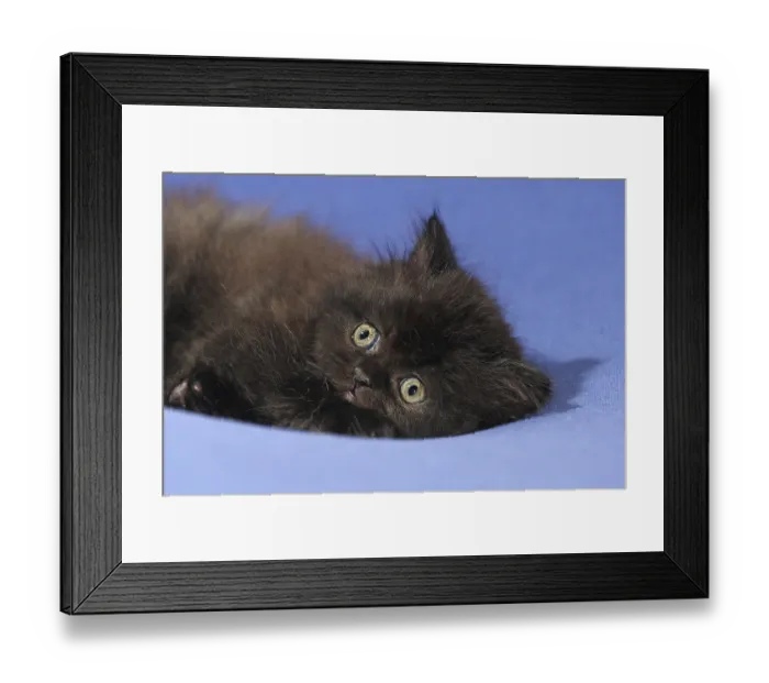 Framed Print : Persian cat, long-haired cat Framed Print : Persian cat, long-haired cat