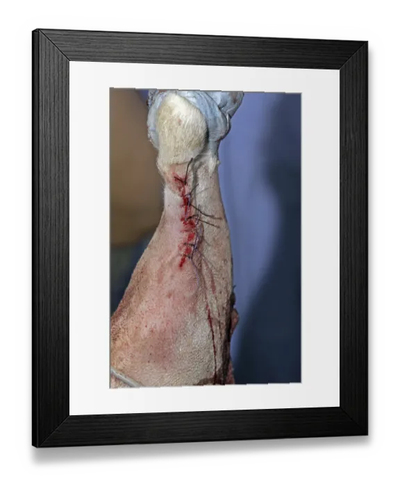 Framed Print : Removal of a skin tumour in a dog