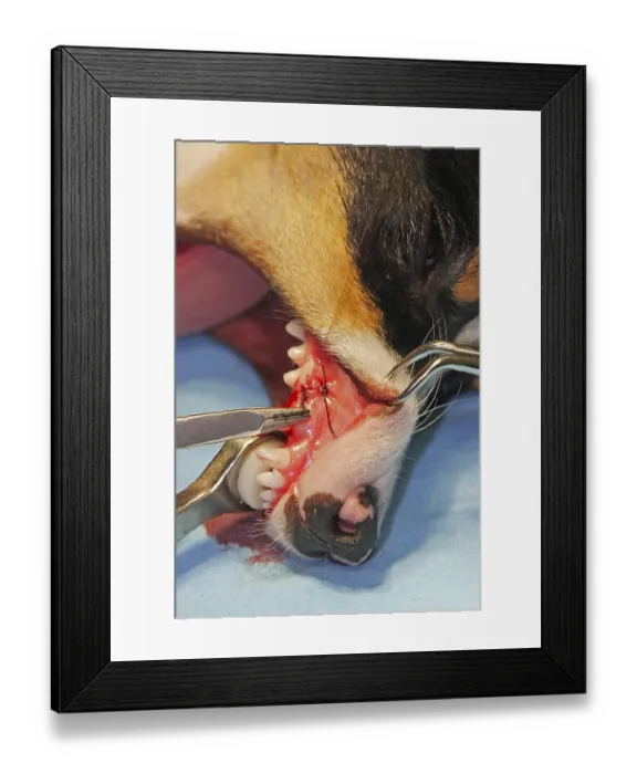 Framed Print : Extraction of a denscaninus, removal of a milk canine Jack Russell Terrier