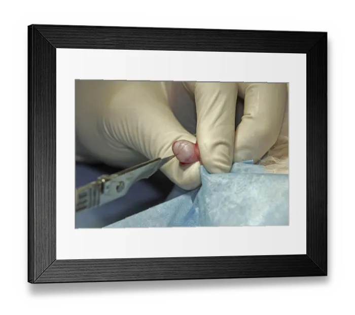 Framed Print : Castration of a tomcat, removal of the testicle Framed Print : Castration of a tomcat, removal of the testicle