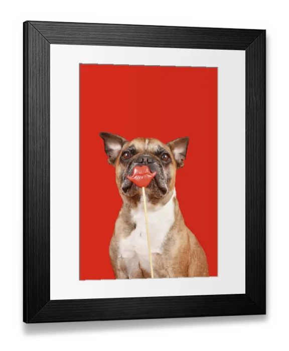 Framed Print : Funny French Bulldog dog with Valentine's Day kiss lips photo prop in front of red background Funny French Bulldog