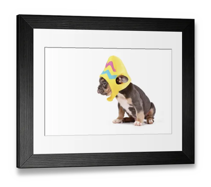 Framed Print : Blue Tan French Bulldog dog puppy wearing Easter egg costume hat on white background Framed Print : Blue Tan French Bulldog dog puppy wearing Easter egg costume hat on white background