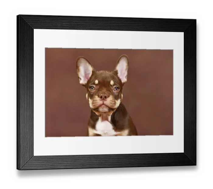 Framed Print : Portrait of New Shade Mocca Orange Tan colored French Bulldog puppy on brown background
