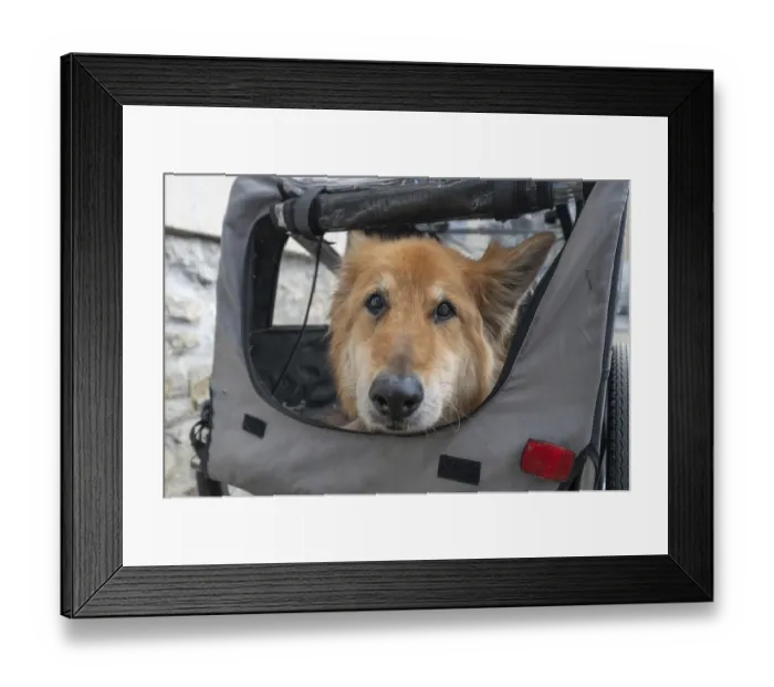 Framed Print : Spanish herding dog, a Pastor Garafiano