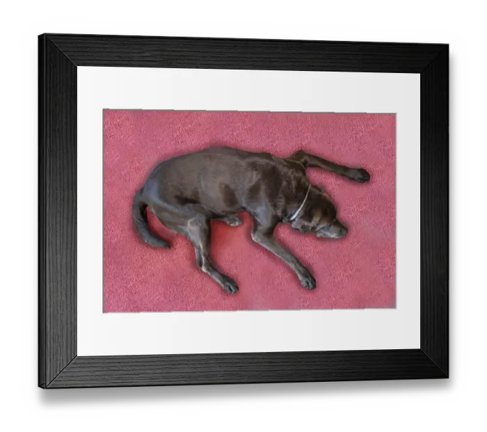 Framed Print : Sleeping dog, Labrador breed, on a red carpet