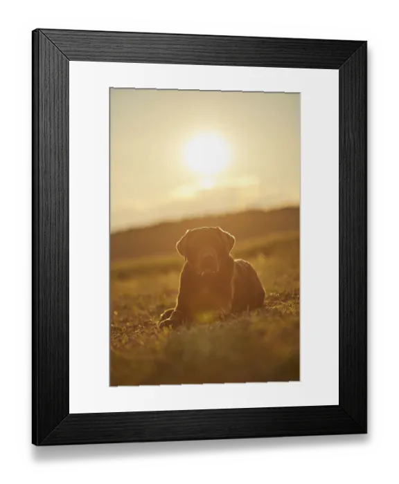 Framed Print : Close-up of a Labrador Retriever on a meadow in late summer Framed Print : Close-up of a Labrador Retriever on a meadow in late summer