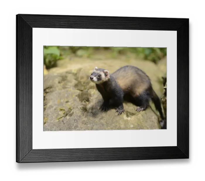 Framed Print : Ferret (Mustela putorius) stands on a rock