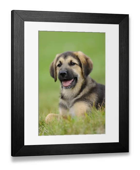 Framed Print : A cheerfully smiling puppy lies in the grass in front of a blurred background
