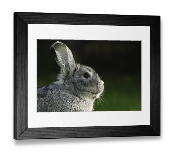 Framed Print : Close-up of a grey hare against a dark background Framed Print : Close-up of a grey hare against a dark background