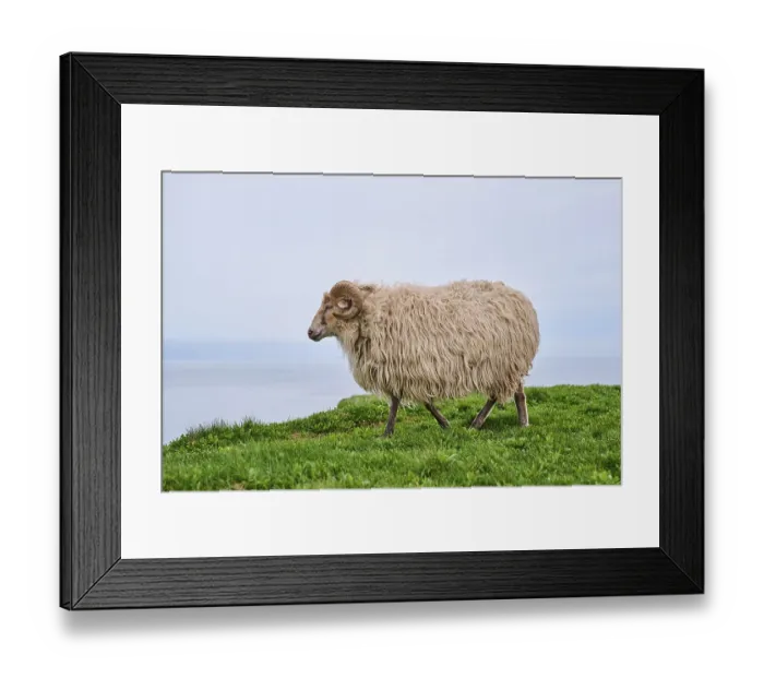 Framed Print : Domestic sheep (Ovis aries) Heidschnucke moorland sheep on a meadow Framed Print : Domestic sheep (Ovis aries) Heidschnucke moorland sheep on a meadow