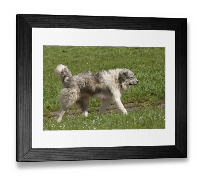 Framed Print : Herd guard dog, shepherd dog, Elbe dyke near Bleckede