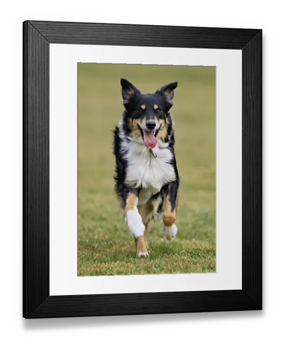 Framed Print : Mixed breed dog between Border Collie and Australian Shepherd jumps across meadow