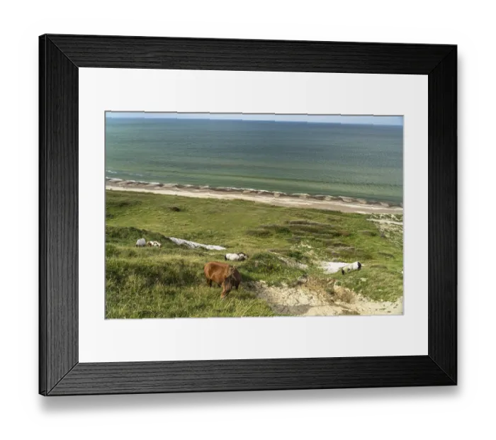 Framed Print : Horses in the Svinklovene dunes at Jammer Bay