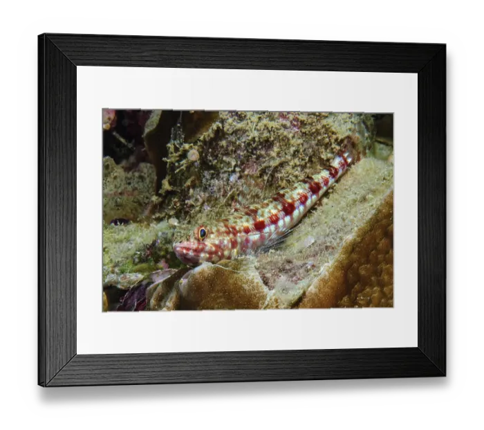 Framed Print : Variegated lizardfish (Synodus variegatus) lies between stony corals (Acropora) in coral reef