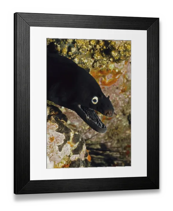 Framed Print : Close-up of head of black moray eel (Muraena augusti)
