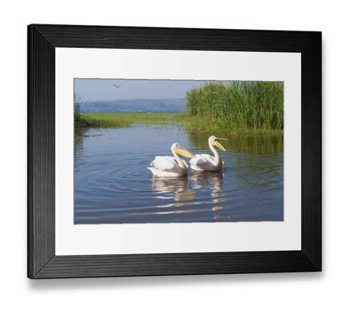 Framed Print : White pelicans (Pelecanus onocrotalus)